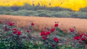 Hampshire fields, August.jpg